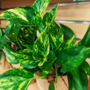 plant, botany, flora, nature, growing, garden, vegetation, foliage, close up